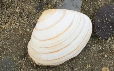 Coastwatch Autumn Survey 2018