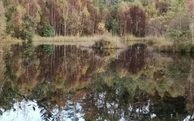 Tree Week 2019 & Tree Events